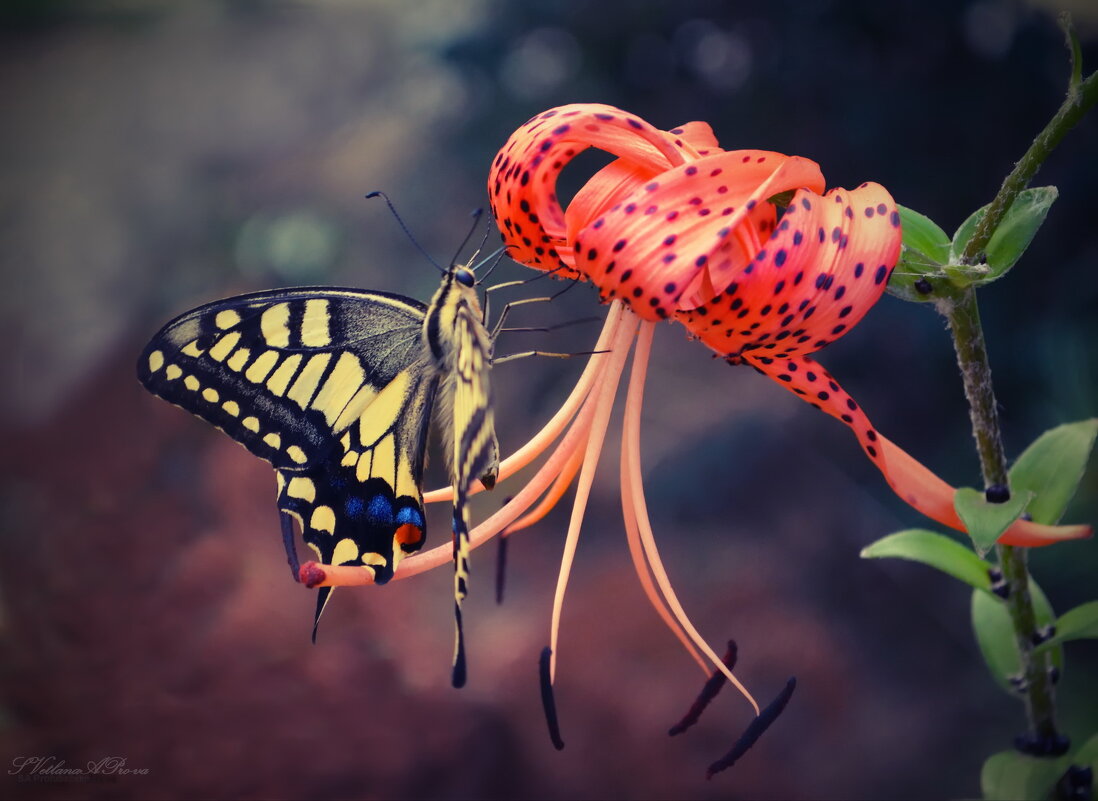 Порхающий цветок - Svetl@n@ Prolubshchikov@