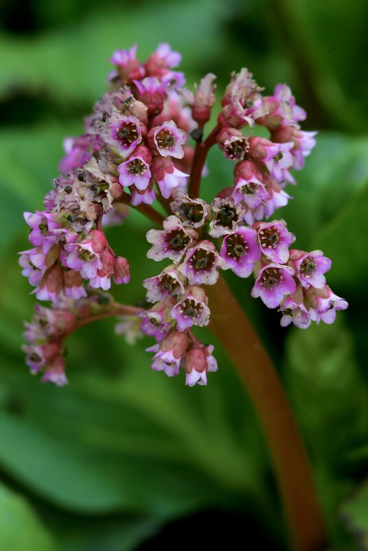 Бадан. - Михаил Соколов