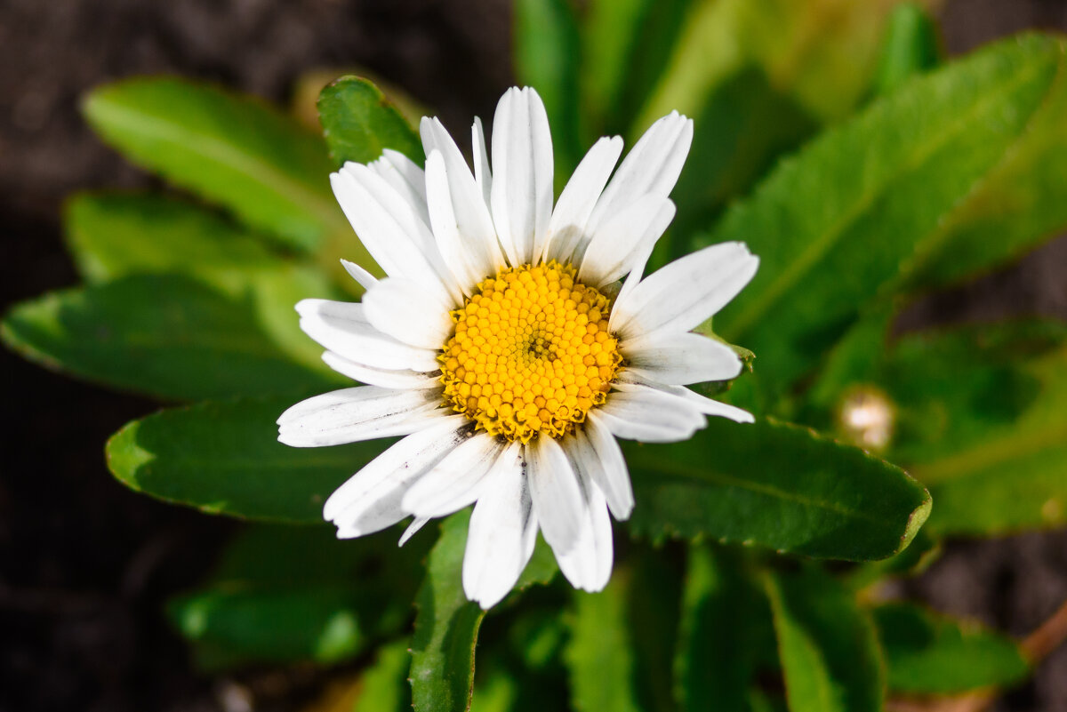 Ромашка - Михаил Соколов