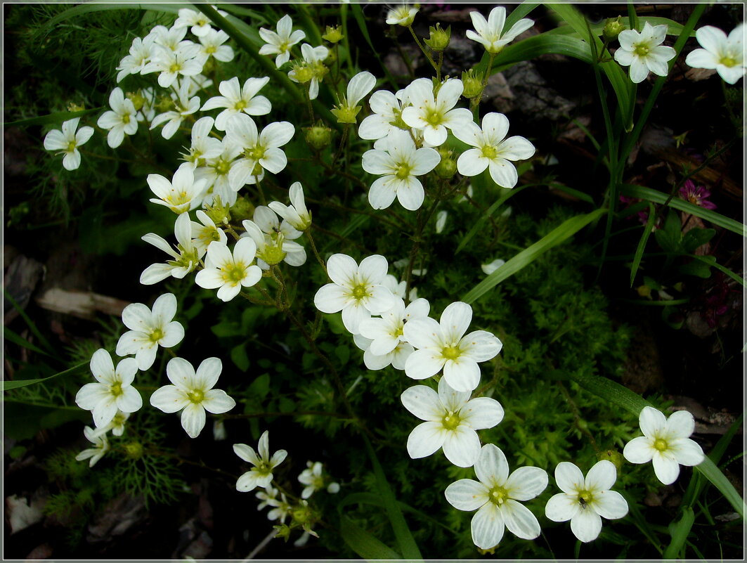 Милые цветочки. - VasiLina * Милые цветочки. - VasiLina *