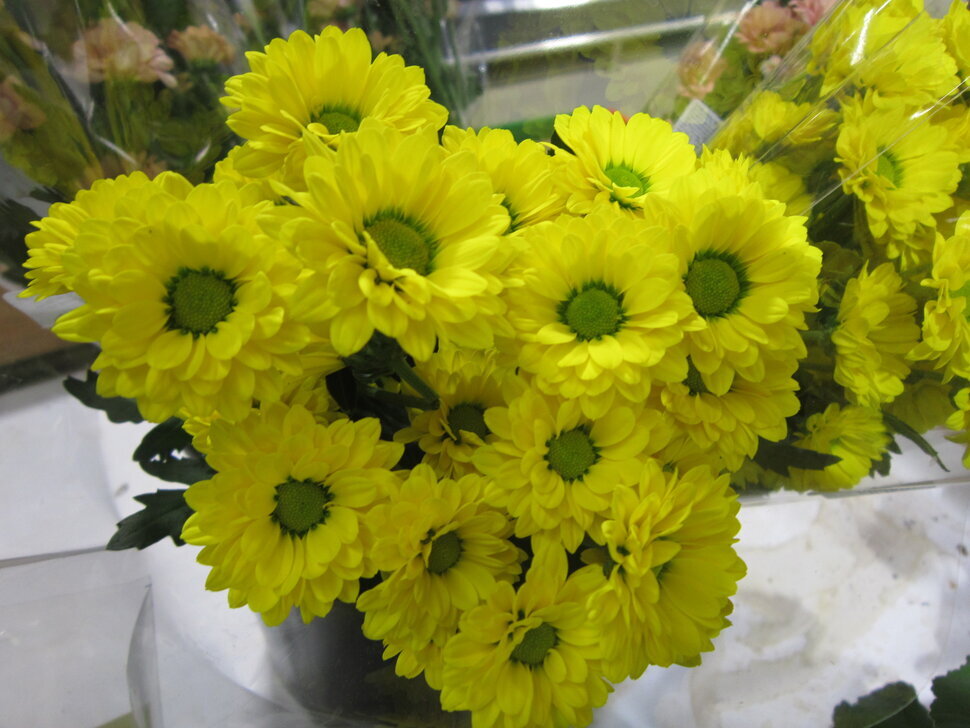 Жёлтые цветочки - Дмитрий Никитин