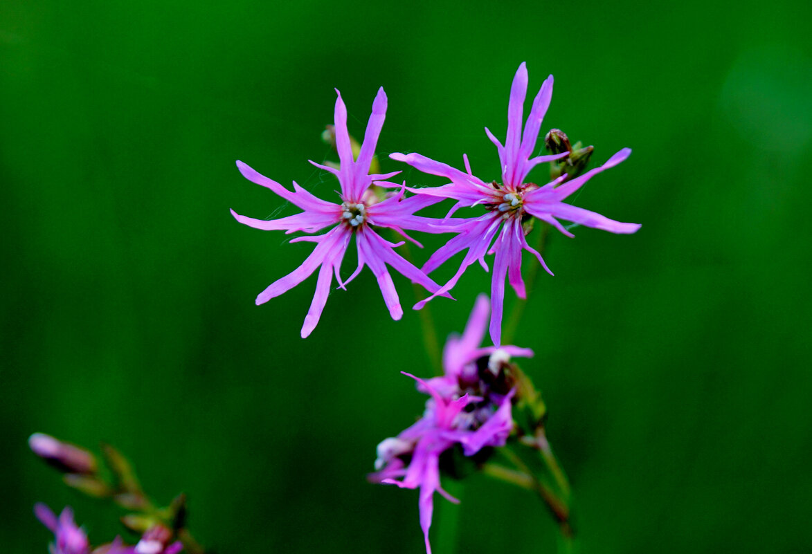 Природа конца мая  2 - Александр Прокудин