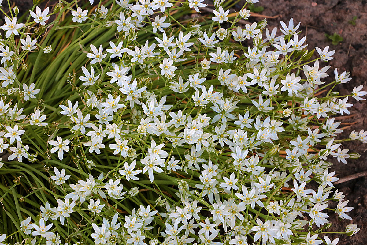 Белый майский коврик - Светлана Белый майский коврик - Светлана