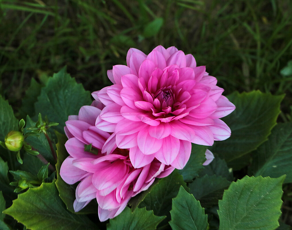 Уже и георгины... - Светлана 