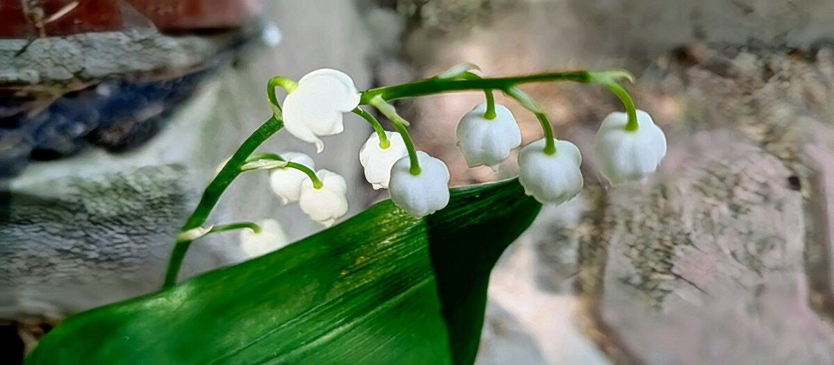 Ландыши - Михаил Столяров