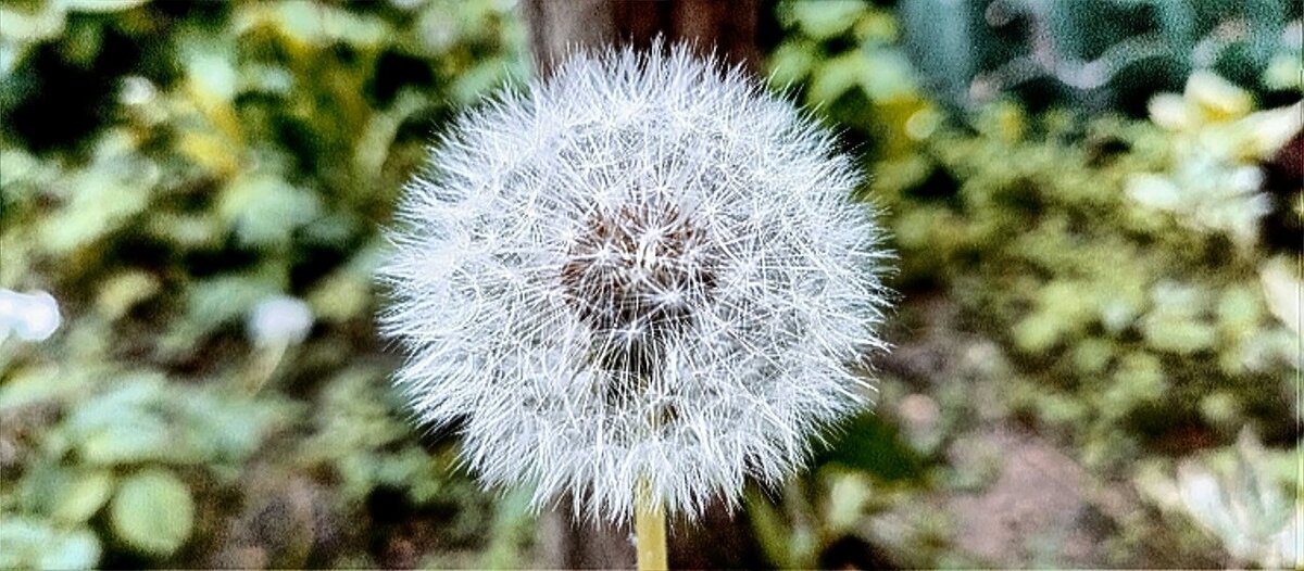 Одуванчик. - Михаил Столяров