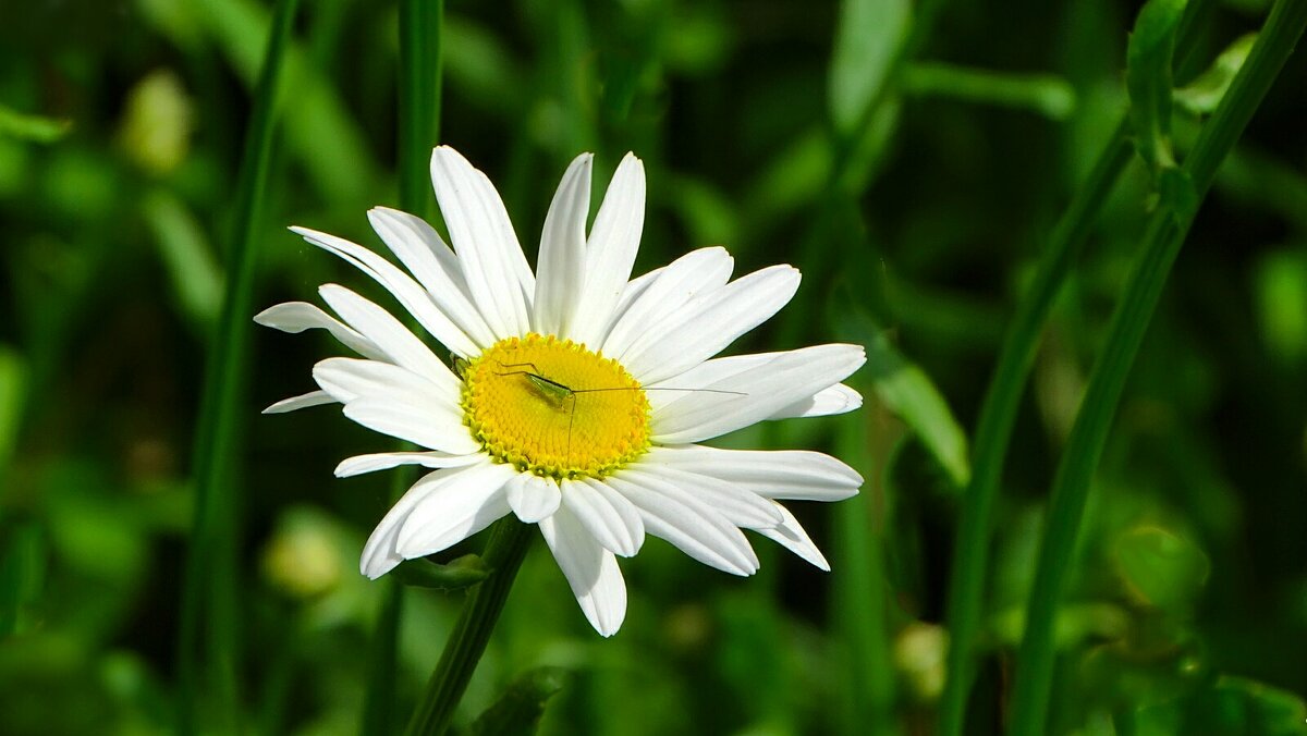 Ромашка - вестник лета. - Милешкин Владимир Алексеевич Ромашка - вестник лета. - Милешкин Владимир Алексеевич