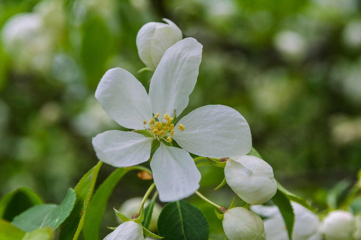 Цветущий май. - Виктор Иванович Чернюк Цветущий май. - Виктор Иванович Чернюк