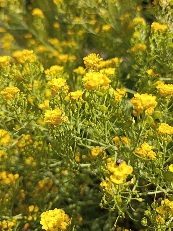 Солнечное лето - Pippa 