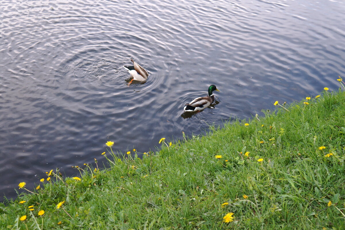 "Вдоль по речке, речке утки плавают..." - zavitok * "Вдоль по речке, речке утки плавают..." - zavitok *