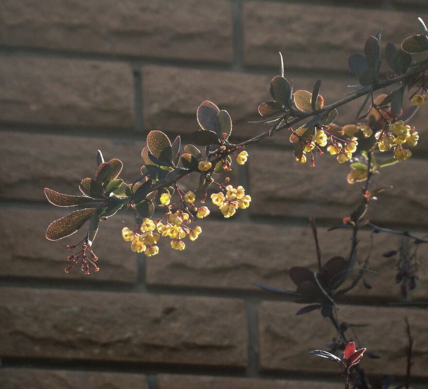 Весенний барбарис - Syntaxist (Светлана)