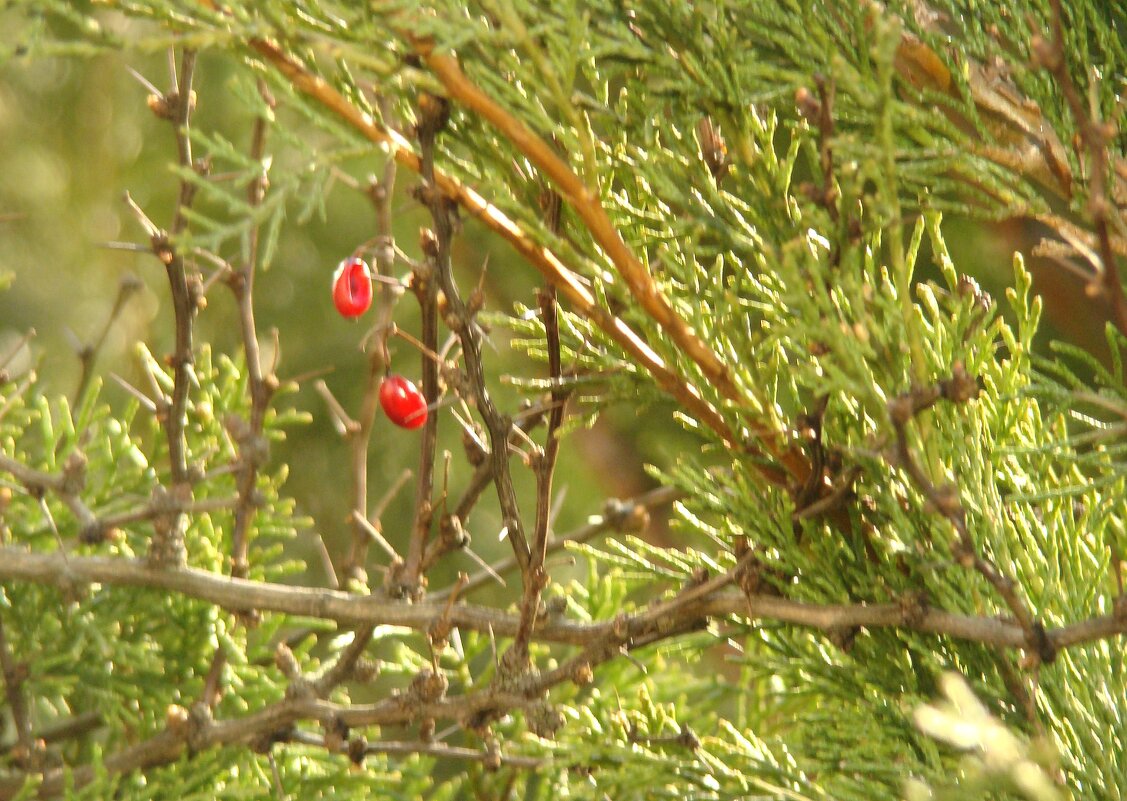 Весенний барбарис - Syntaxist (Светлана) Весенний барбарис - Syntaxist (Светлана)