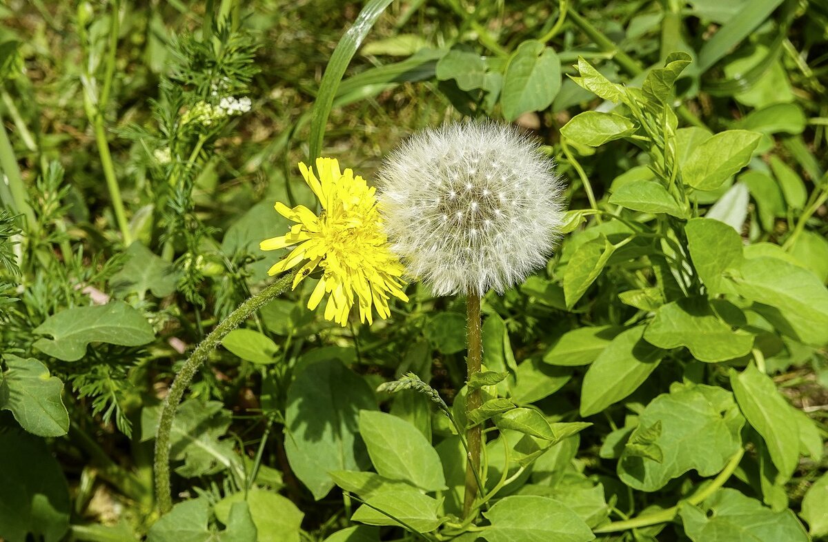 Неравный брак - Валерий Иванович Неравный брак - Валерий Иванович
