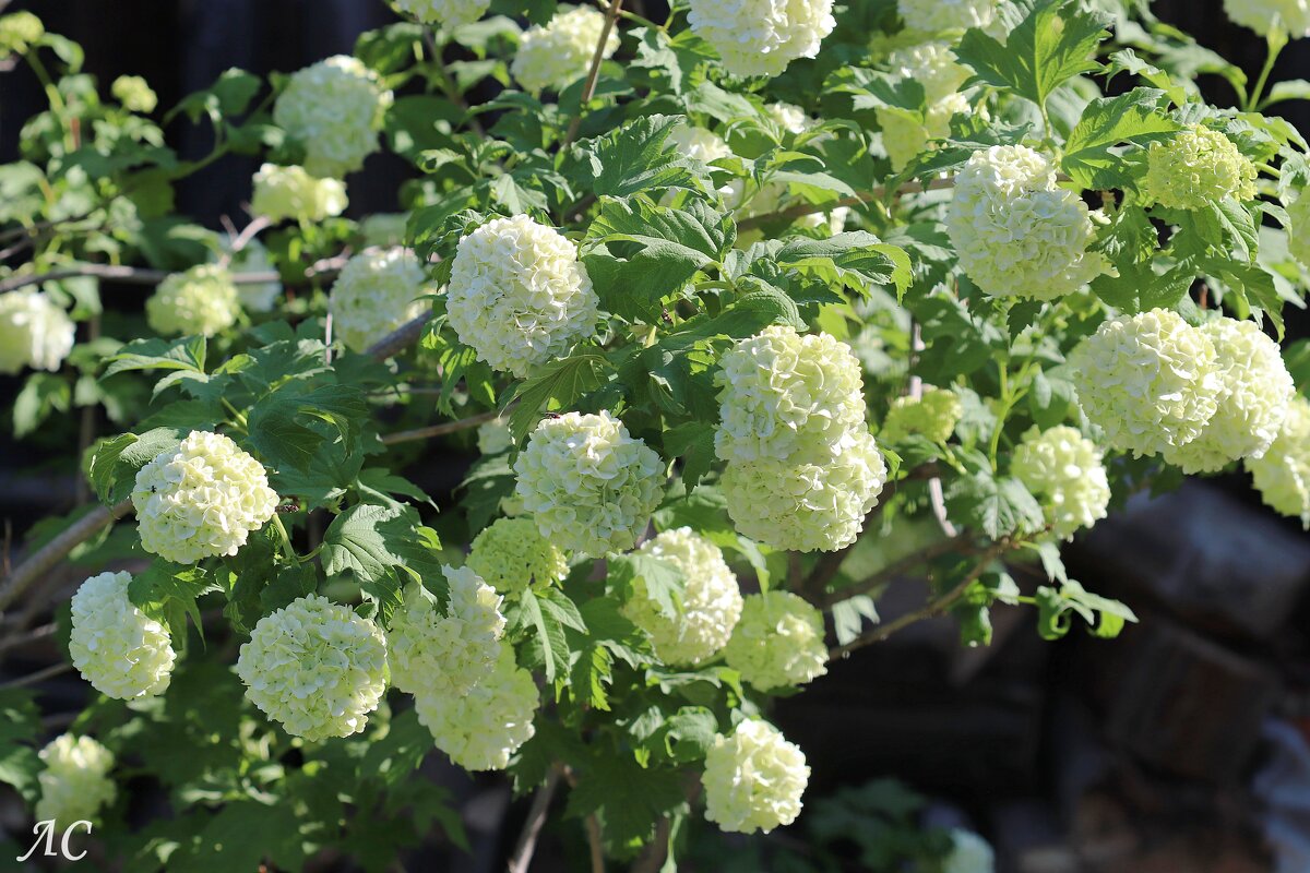 Калина Бульденеж - Любовь Сахарова Калина Бульденеж - Любовь Сахарова