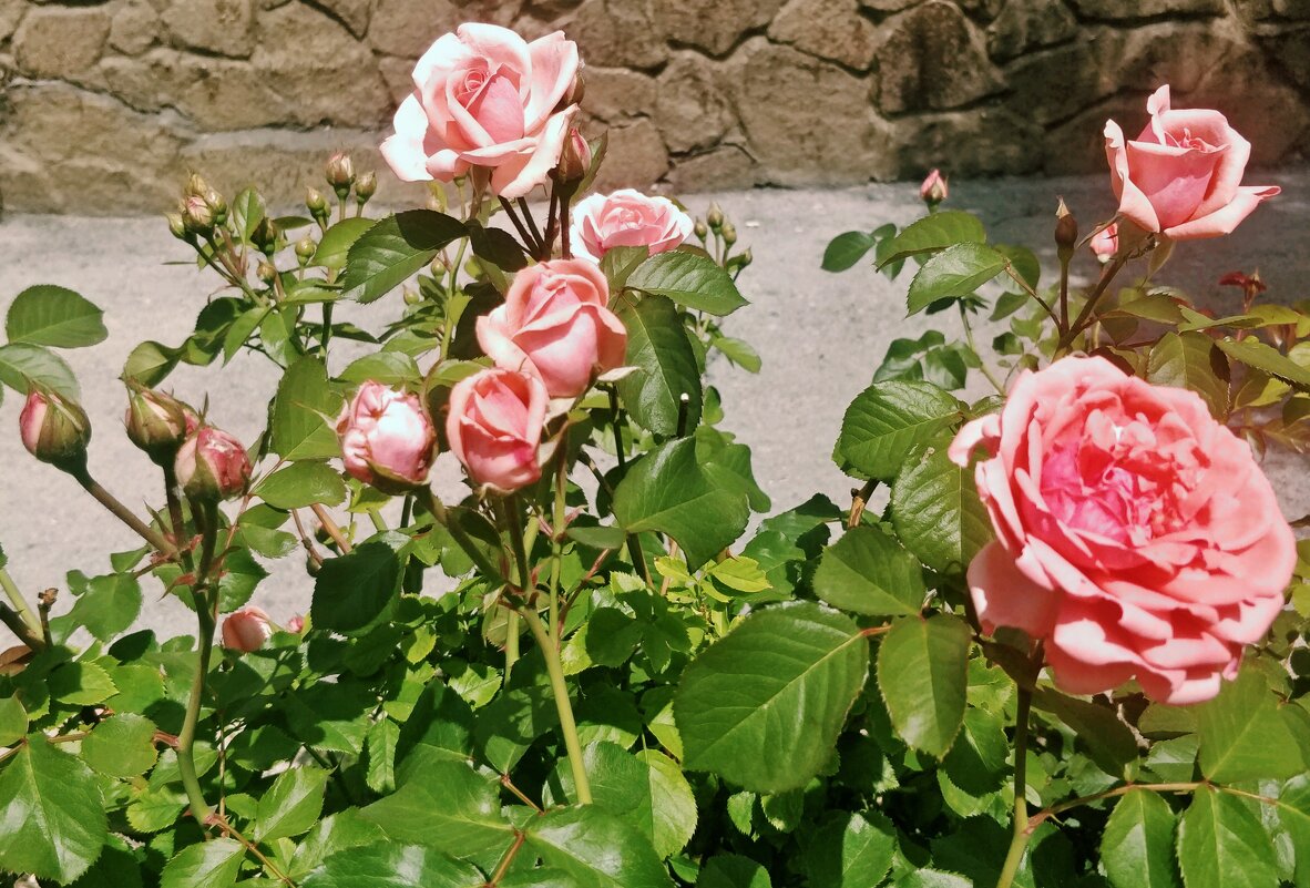 Розы... - Андрей Хлопонин Розы... - Андрей Хлопонин