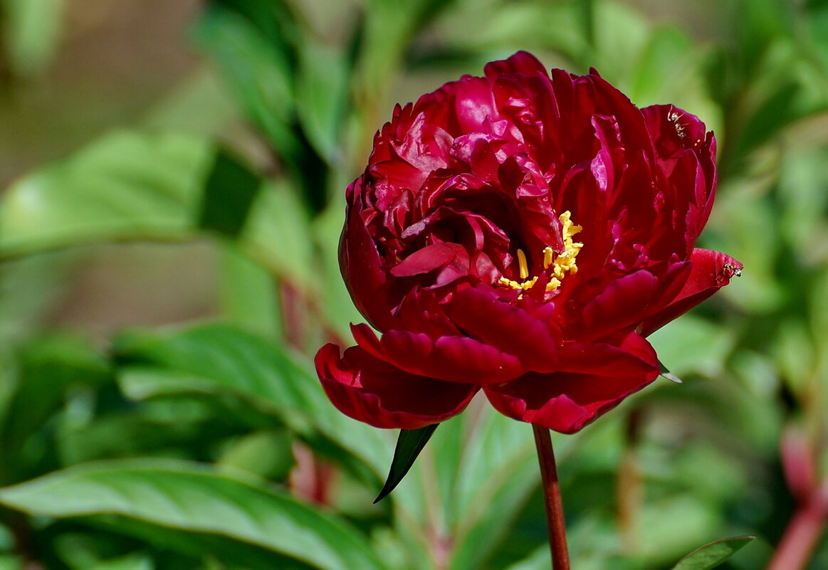И вот ОНО ЛЕТО... - Николай Саржанов И вот ОНО ЛЕТО... - Николай Саржанов