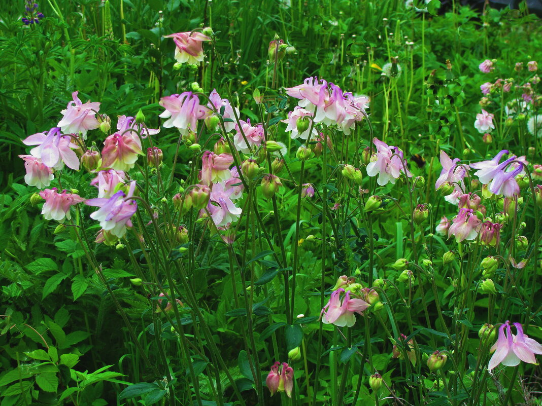В саду - Людмила Смородинская