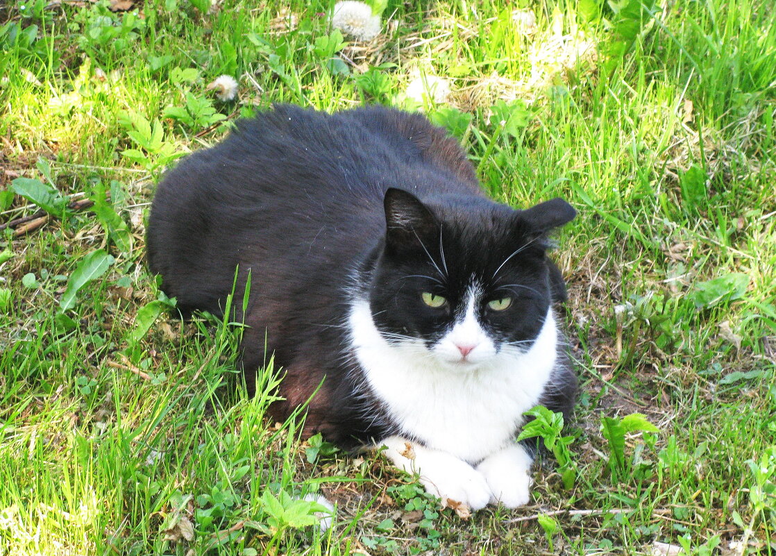 Наблюдатель - Людмила Смородинская Наблюдатель - Людмила Смородинская