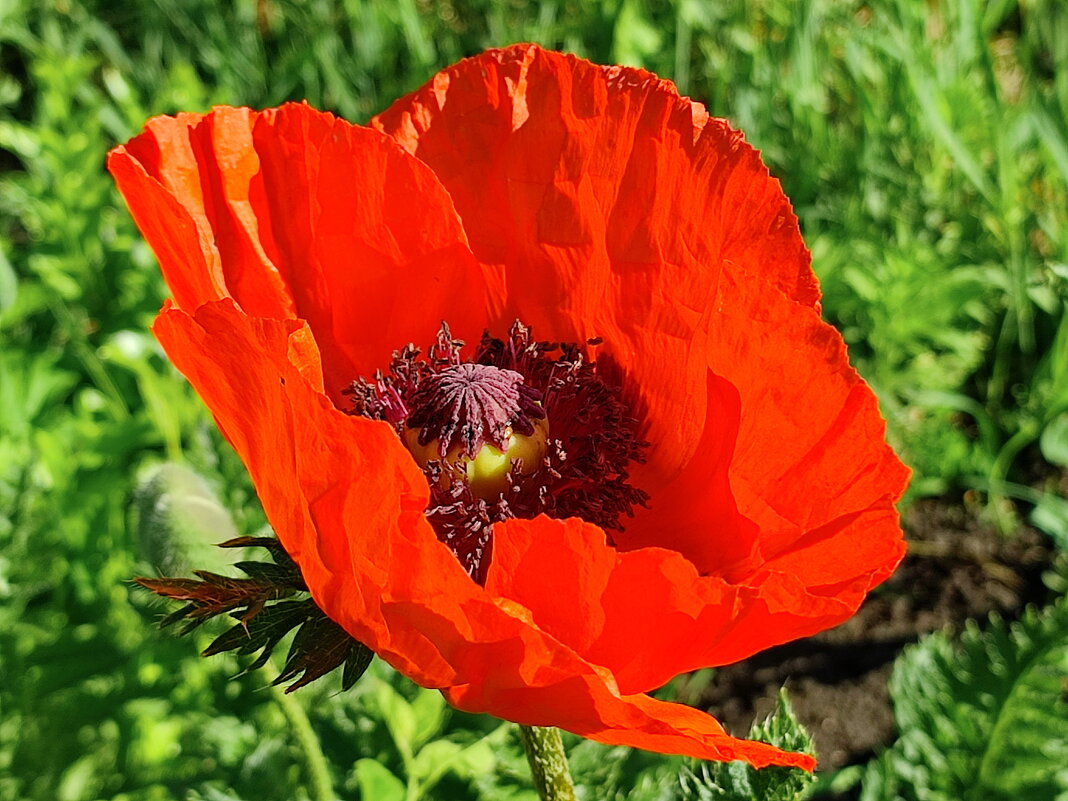 Восточный мак - Валентина Богатко 