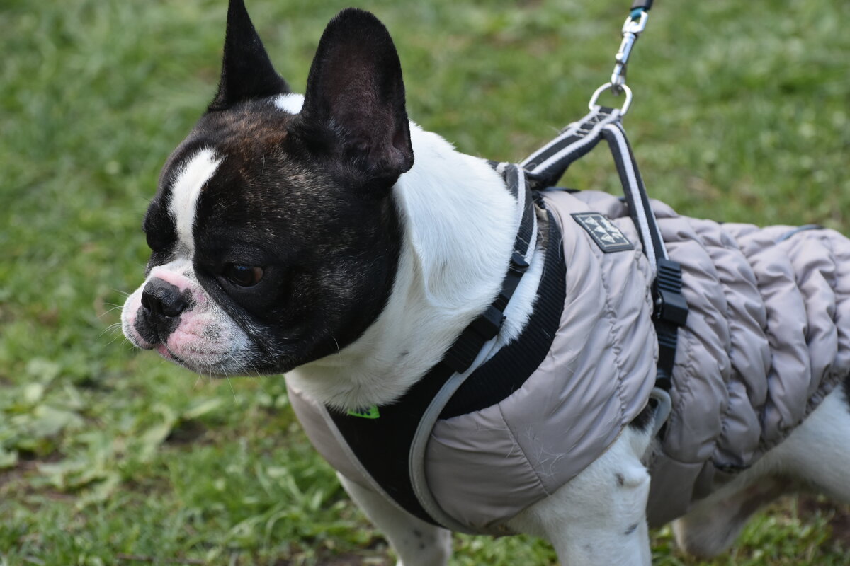 Москва. Парад французских бульдогов в усадьбе «Воронцово». - Наташа ***** Москва. Парад французских бульдогов в усадьбе «Воронцово». - Наташа *****