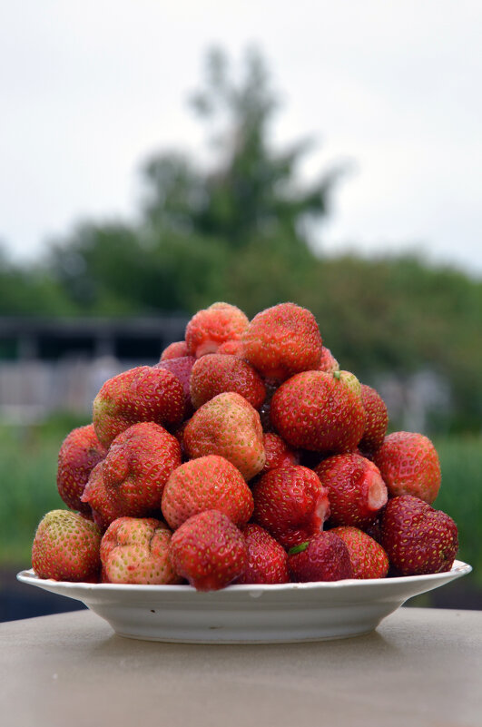 Приметы лета. Клубника - Сергей М Приметы лета. Клубника - Сергей М