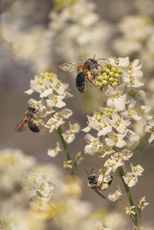 рабочие будни - Svetlana Galvez рабочие будни - Svetlana Galvez