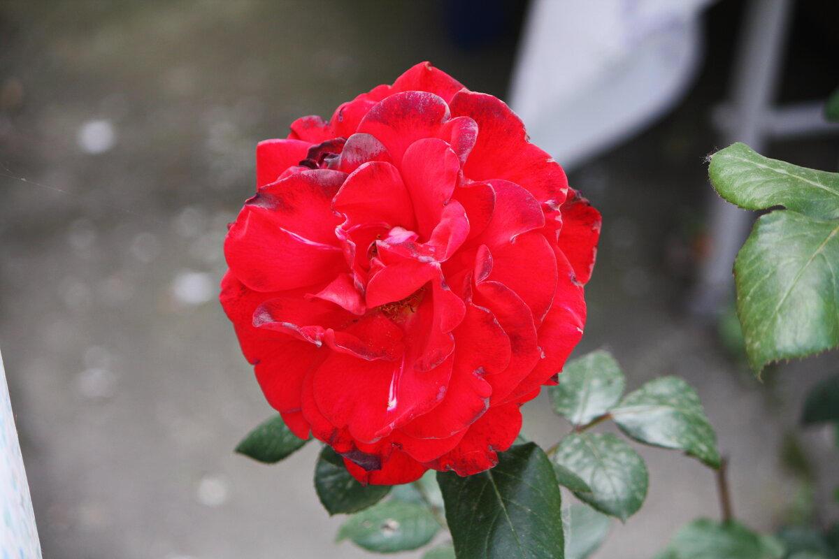 ... - Константин Штарк