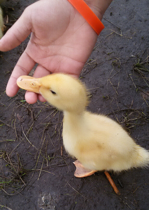 Утёнок - Андрей Л. В.