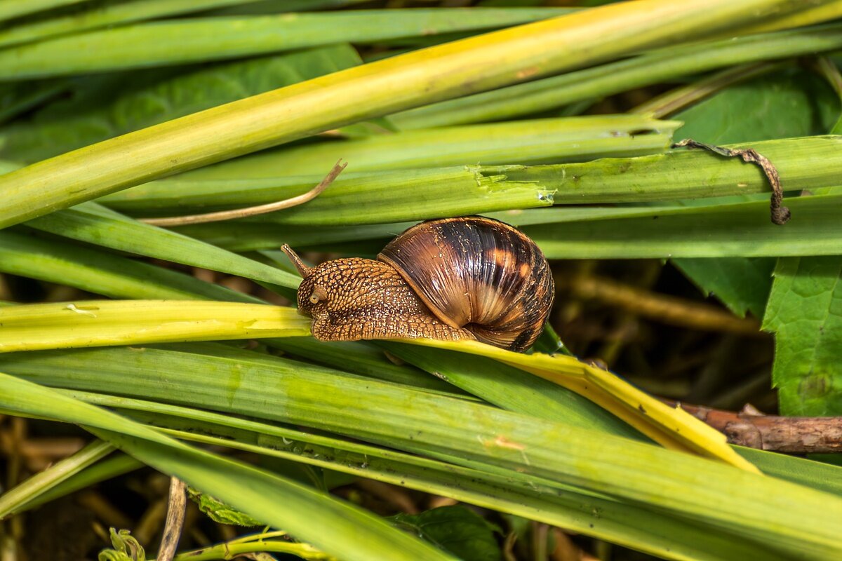 Виноградная улитка - Игорь Сикорский Виноградная улитка - Игорь Сикорский