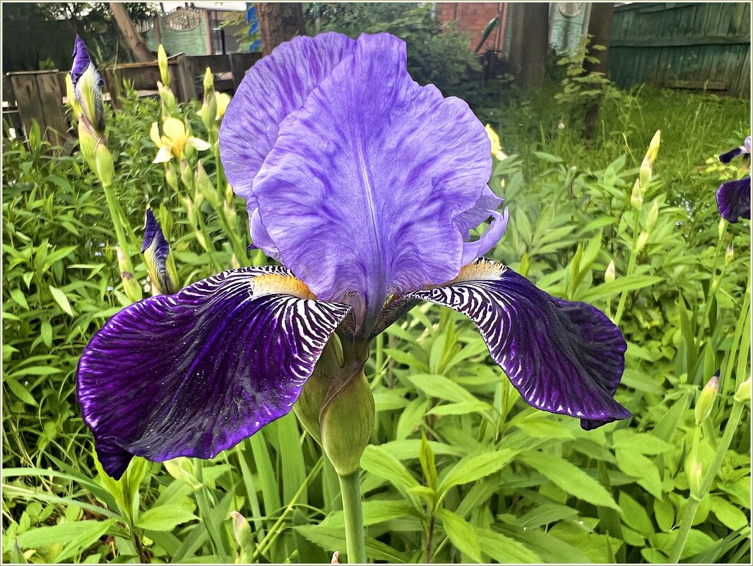 Ириска. - Валерия Комова