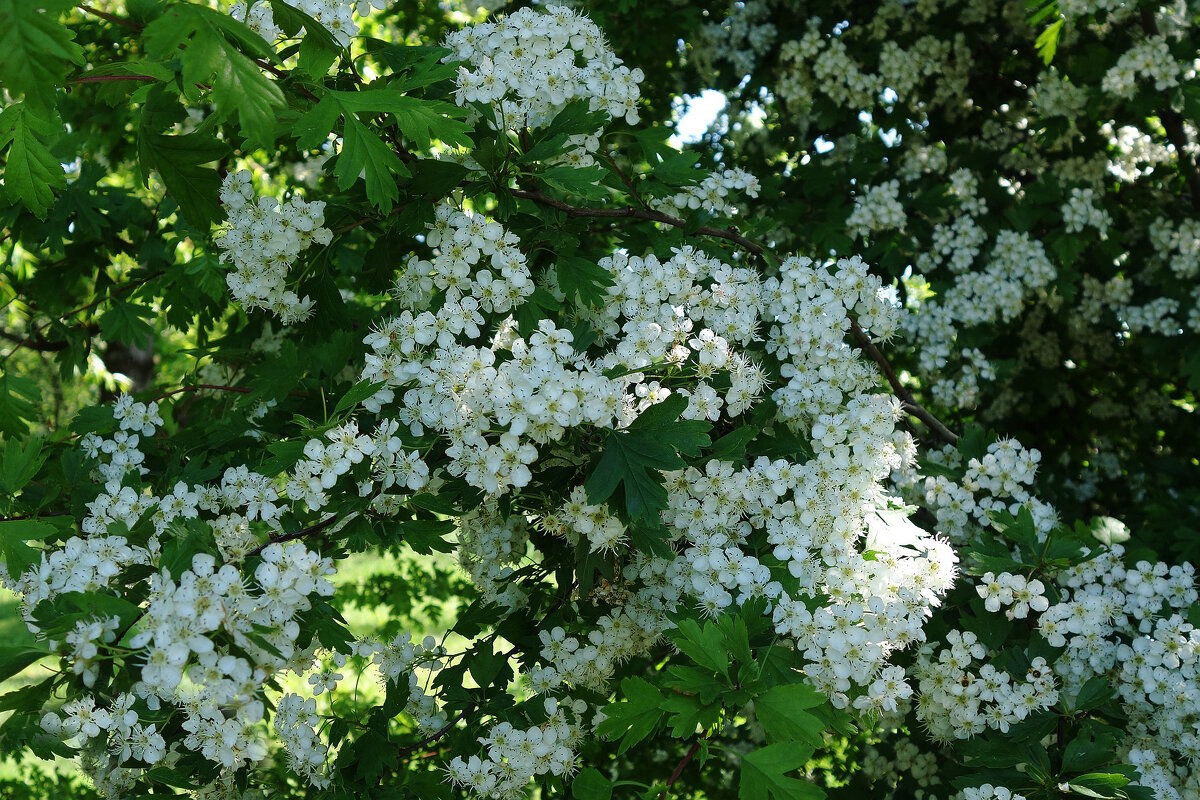 Цветет Боярышник - Рита Симонова Цветет Боярышник - Рита Симонова