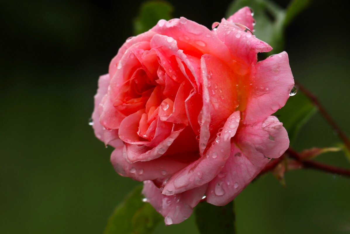 Утро майской розы - Юрий. Шмаков Утро майской розы - Юрий. Шмаков