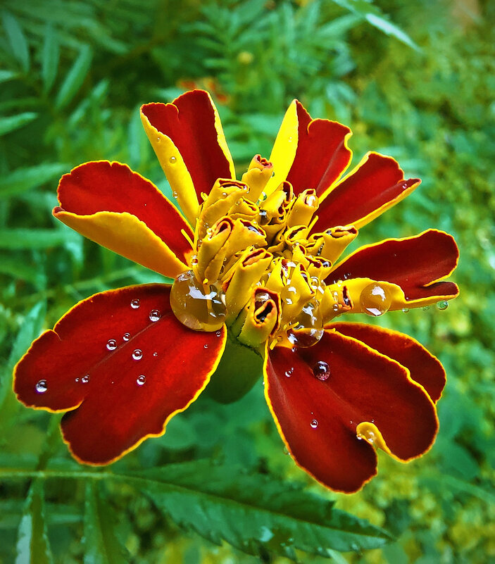 Летний привет - Ирина Румянцева