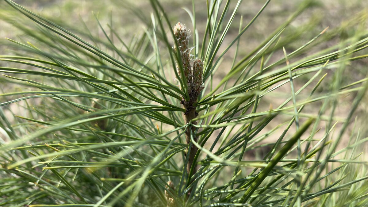 кедр прижился. в рост пошёл - Иннокентий Авдонин