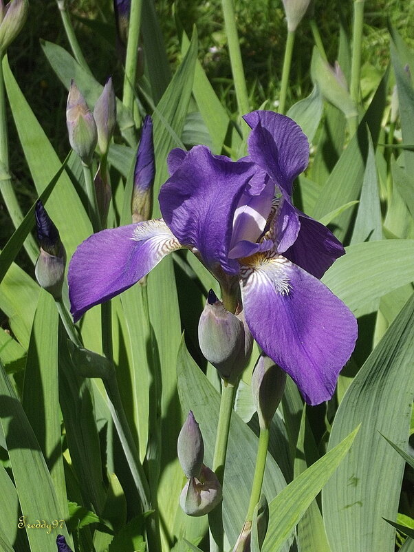 Ирис - Freddy 97