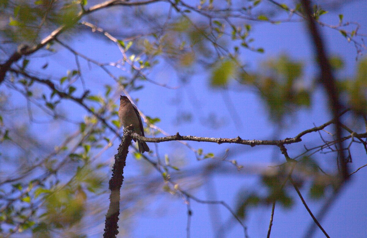 Птица на ветке - Танзиля Завьялова