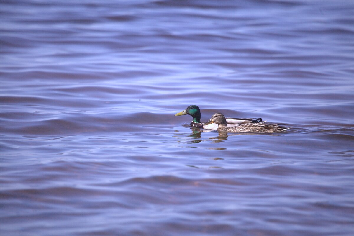 Утки кряквы - Танзиля Завьялова