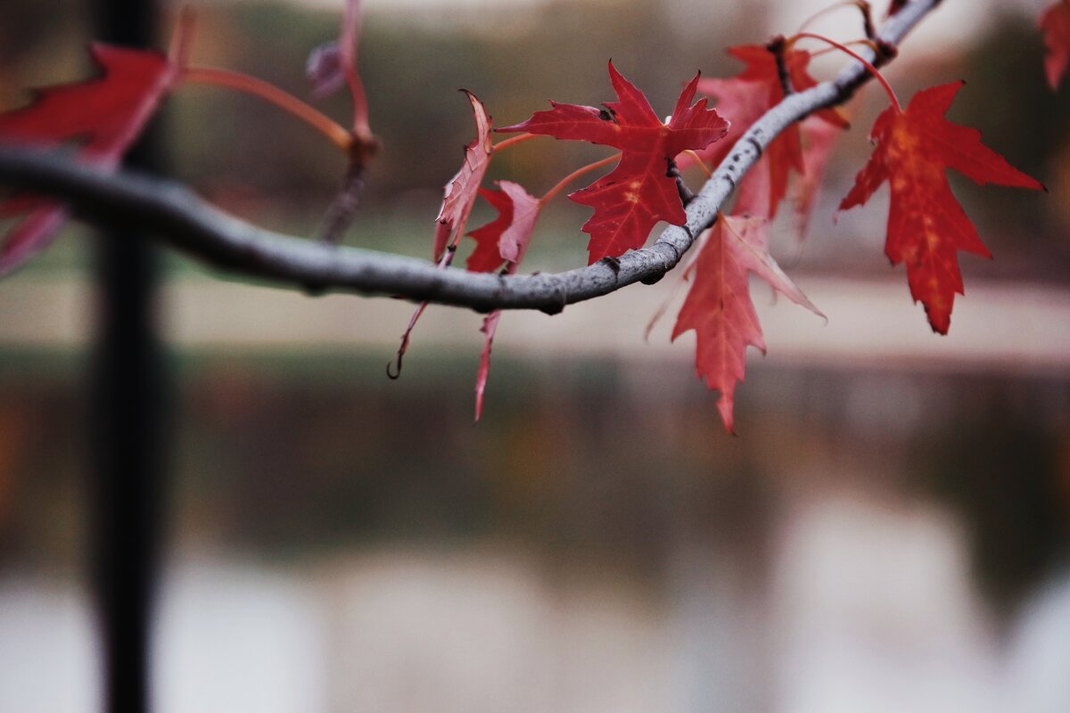 . . . - Руслан 