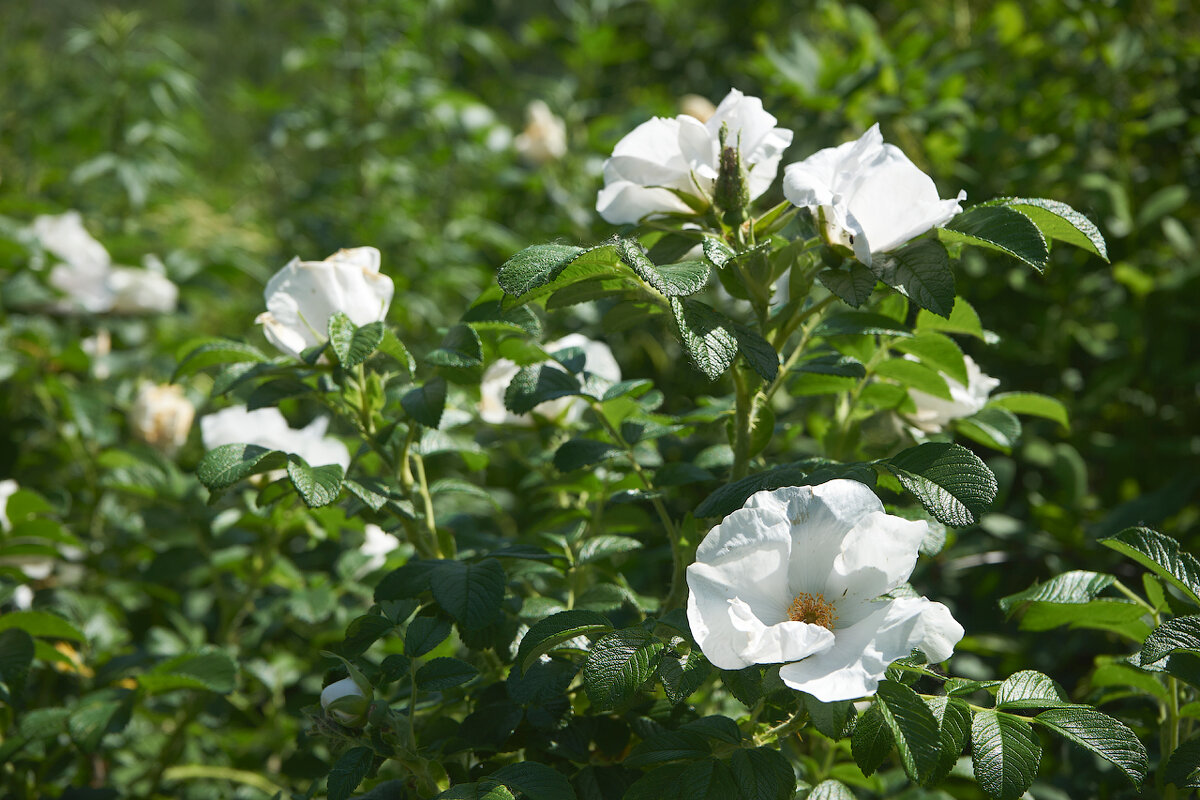 Ботанический сад 07 - Олег Манаенков Ботанический сад 07 - Олег Манаенков