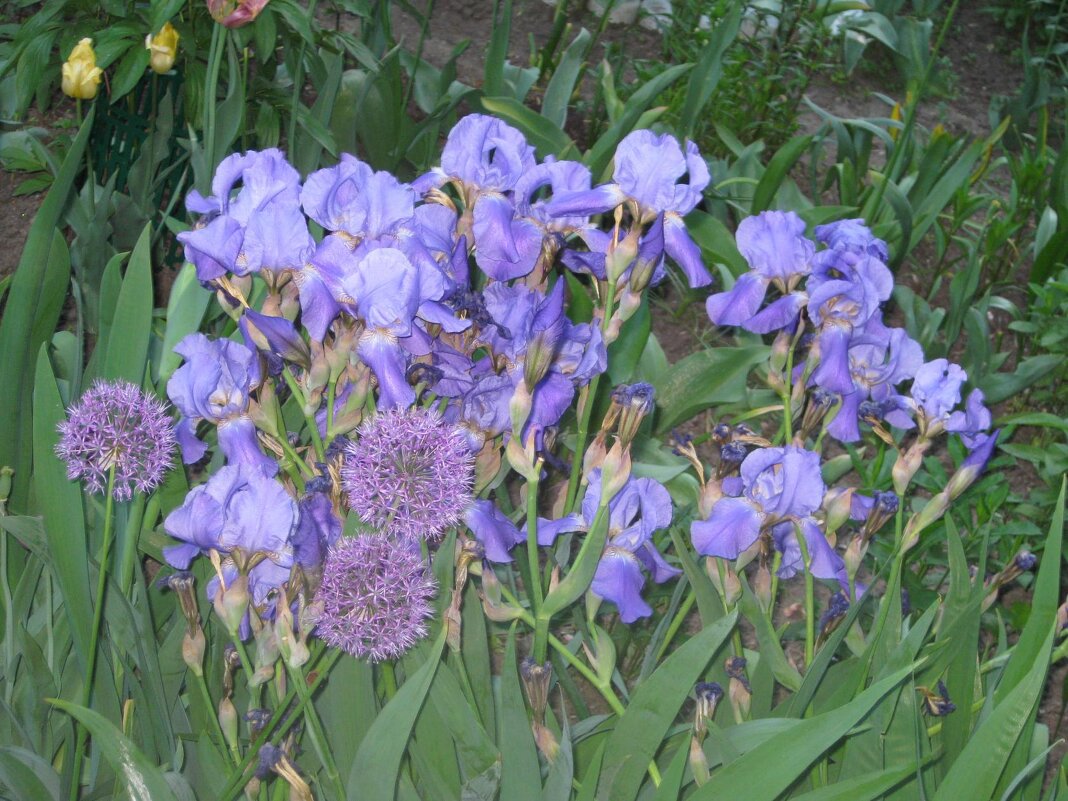 Ирисы-касатики - Дмитрий Никитин