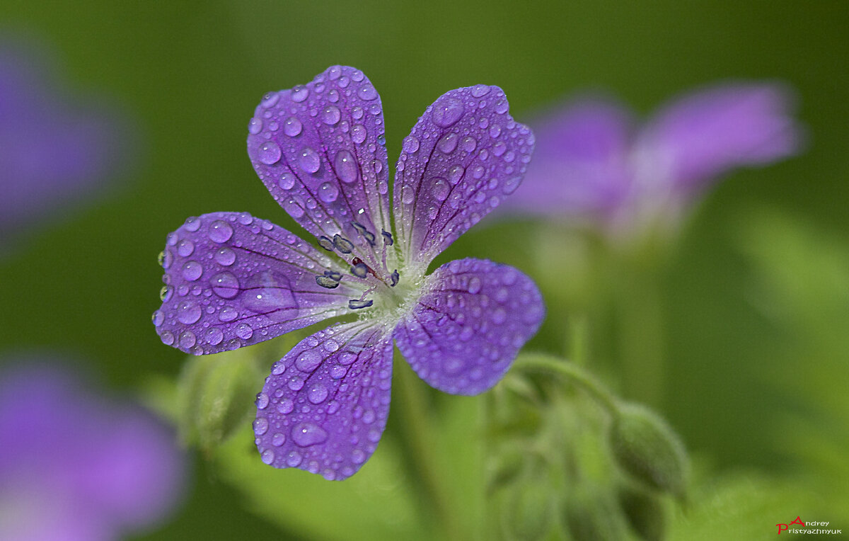 Цветочек - Андрей Пристяжнюк
