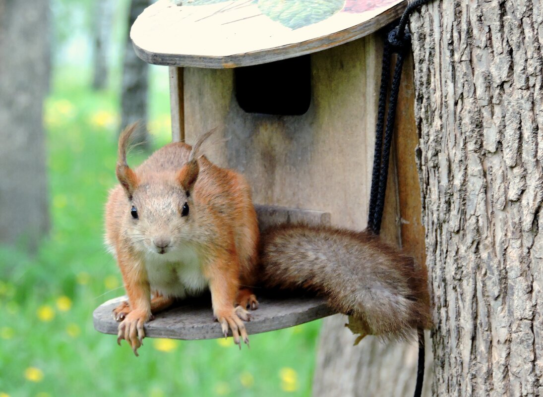 Заинтересовалась гуляющими - Мария Васильева Заинтересовалась гуляющими - Мария Васильева