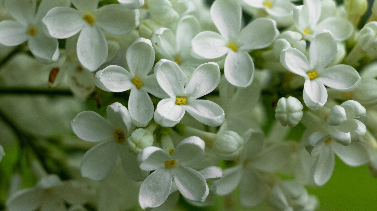 White Lilac | 3 - Sergey Sonvar White Lilac | 3 - Sergey Sonvar