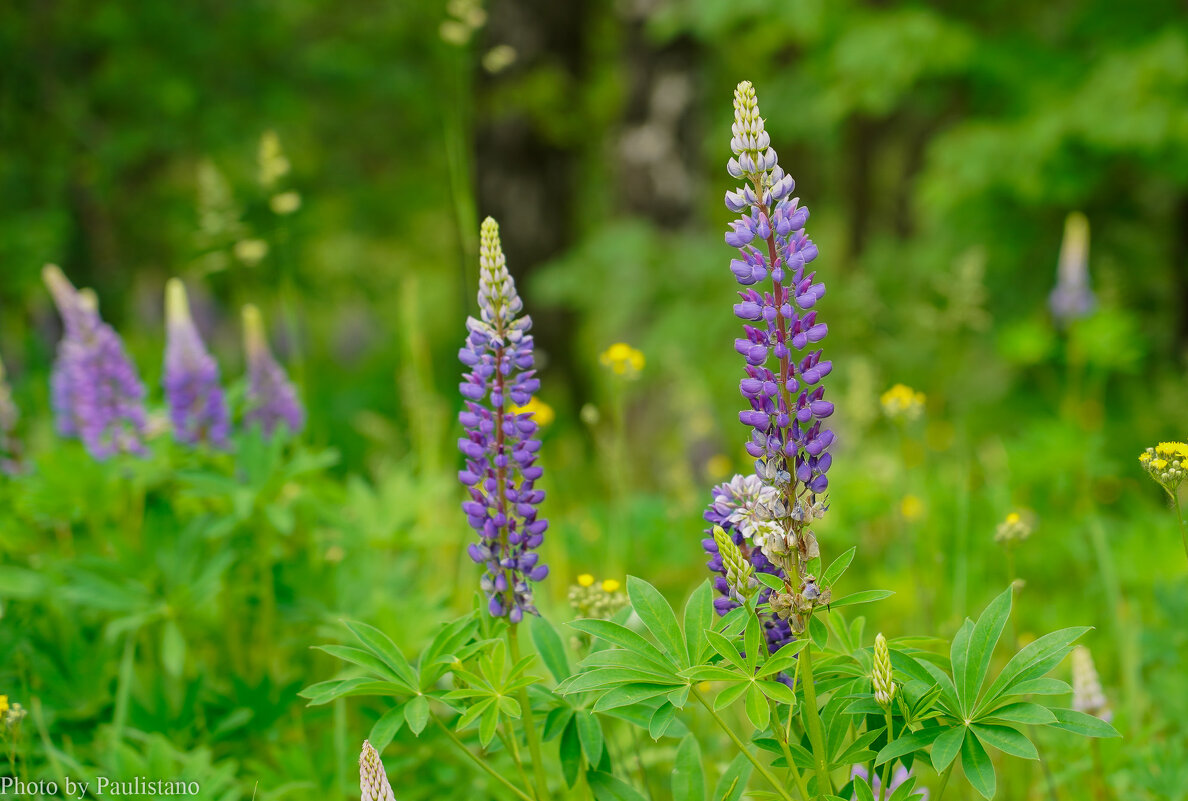 На опушке... - Владимир Жданов На опушке... - Владимир Жданов