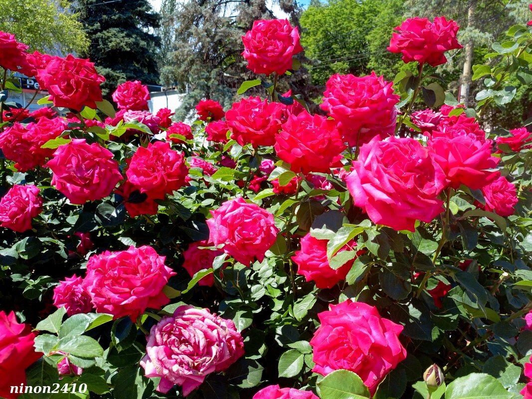 Здравствуй, лето красное! - Нина Бутко Здравствуй, лето красное! - Нина Бутко