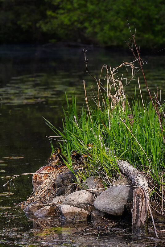 утиный дом - Michel 