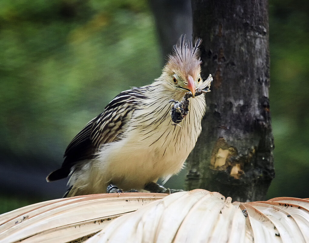 Гуира с добычей - Андроник Александр Гуира с добычей - Андроник Александр