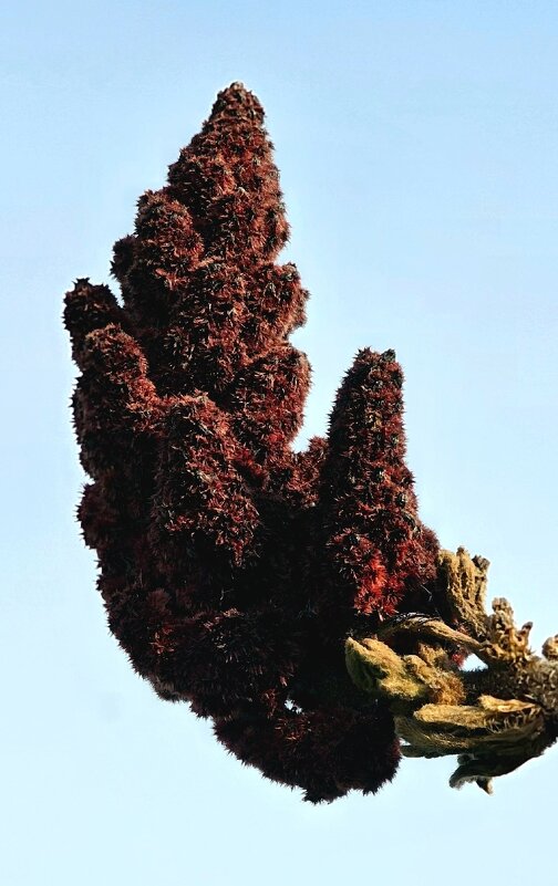 Сумах. - Михаил Свиденцов