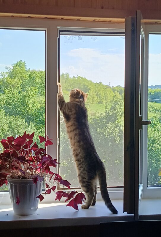 Любопытство - константин 