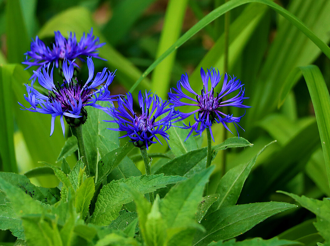 Фамильные цветочки василёчки - Светлана Фамильные цветочки василёчки - Светлана